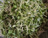 A picture of step 1 of Fenugreek Micro greens.