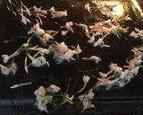 A picture of step 3 of California Farm Steeped Honeysuckle Tea.