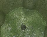 A picture of step 2 of Mint and lemon sharbat.