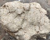 Foto del paso 1 de la receta: Pan integral casero sin panificadora 🍞