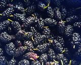 Foto del paso 1 de la receta: Mermelada de Moras silvestres💜