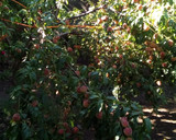 Foto del paso 1 de la receta: Duraznos en Almíbar 🍑