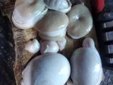 Garang Asem Torpedo Kambing