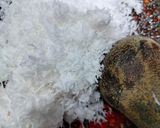 Foto langkah ke 9 dari resep Sambel Plecing Kangkung Khas Lombok.