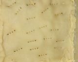 Foto del paso 4 de la receta: Cuadrados de Manzana