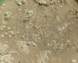A picture of step 2 of Gurasa.