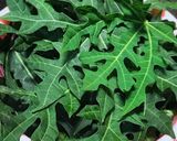 Foto langkah ke 1 dari resep Oseng daun Pepaya Jepang.