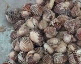 Gambar langkah 6 resipi Kerang masak kicap pekat likat.