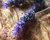 Foto del paso 8 de la receta: Coca para una iaia en apuros