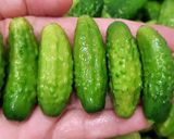 Csemegeuborka recept fázis 1 fotója