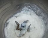 A picture of step 3 of Plain Idli.