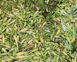 Foto langkah ke 1 dari resep Tumis Sayur Daun Gingseng Bunga Pepaya Kecombrang.