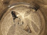 পটল তিল পোস্ত(potol teel posto recipe in Bengali)
