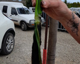 Foto del paso 6 de la receta: Calçot