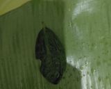Foto langkah ke 7 dari resep Pepes Ikan Gembung.