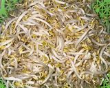 Foto langkah ke 1 dari resep Cah Tauge Tahu Cina Putih Daun Kucai.