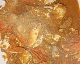 Foto langkah ke 11 dari resep Kepiting saus singapore.