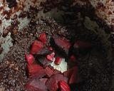 A picture of step 1 of Kokum sharbat.