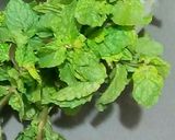 A picture of step 2 of Mint Yoghurt dip by Nancy.