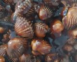 Gambar langkah 11 resipi Kerang masak kicap pekat likat.