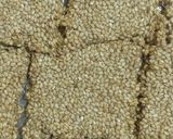 ચીક્કી (Chikki Recipe In Gujarati) રેસીપી સ્ટેપ5ફોટો
