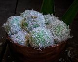 Foto langkah ke 6 dari resep Klepon.