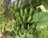 Hình bước làm 2 của món Canh chuối nấu ốc