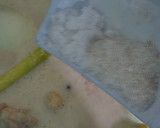 Foto langkah ke 6 dari resep 296. Opor Ayam dan Telur.
