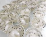 Foto langkah ke 5 dari resep Puding Kelapa Muda.