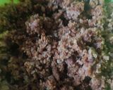 Foto del paso 2 de la receta: Korokke veganas