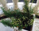 Hình bước làm 7 của món Cá hồi bà nội làm