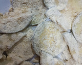 Foto del paso 4 de la receta: Berenjenas fritas
