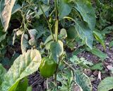Une image de l'étape 3 de 🍊Tomates cerises 🍒coulis saveurs d'été.