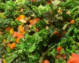 A picture of step 1 of Kale Patties.