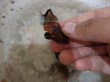 Tempe Bacem