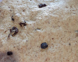 Foto del paso 3 de la receta: Pan integral con pasas de uva🍞