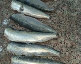 Une image de l'étape 1 de Sardines au four.