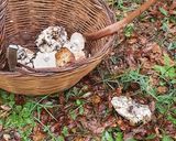 Foto del passaggio 1 della ricetta "Coppetelle al forno con patate al profumo di bosco 🥔🍄🍁🍂🌲🌳