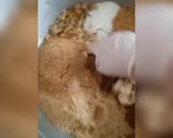 صورة لخطوة 2 من وصفة بنيون على شكل فيريروشي على طريقتي ويخرج كمية كبيرة