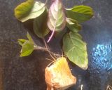 হার্বাল টি(herbal tea recipe in Bengali) রেসিপি ধাপ - 1 ছবি