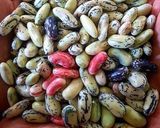 عکس مرحله 1 از دستور باقلاقاتوق (گیلان)