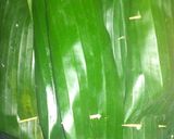 Foto langkah ke 4 dari resep Nasi Bakar Teri Medan.