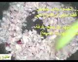 صورة لخطوة 3 من وصفة فراخ محشية بالارز