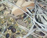 A picture of step 1 of Herbal Tea Recipe.