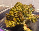 A picture of step 2 of Whole Roasted Romanesco Cauliflower.