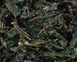 Foto langkah ke 2 dari resep Rolade Daun Singkong.