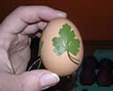 A picture of step 2 of Egg dyeing using pantyhose.