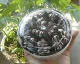 Foto langkah ke 6 dari resep Kacang coklat.