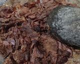 Foto langkah ke 1 dari resep Daging tumbuk kecap.