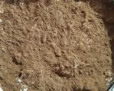 Foto del paso 8 de la receta: Tiramisú